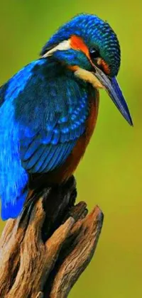 This live wallpaper boasts an eye-catching and colorful bird seated atop a tree branch, inspired by a picture on Flickr