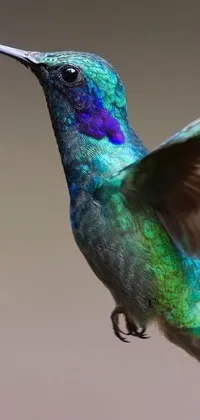 Bird Electric Blue Organism Live Wallpaper
