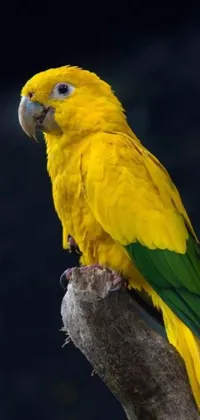 Get transported to a tropical jungle with this lively phone live wallpaper! Featuring a perky yellow parrot perched on a vibrant tree branch, this profile picture is perfect for nature lovers