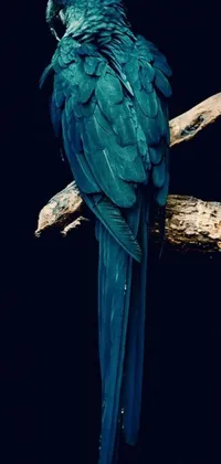 A visually stunning live phone wallpaper featuring a blue parrot sitting on a tree branch amidst a lush, jungle scene