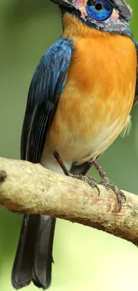 This stunning phone live wallpaper features a beautiful blue and orange bird perched on a branch in a serene forest setting
