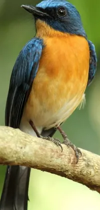 Get mesmerized by this stunning phone live wallpaper featuring a blue and orange bird perched on a branch in Sumatra