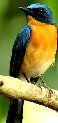 Transform your phone into a stunning nature scene with this highly polished live wallpaper featuring a beautiful blue and orange bird perched on a detailed tree branch