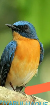This stunning live wallpaper features a blue and orange bird perched on a branch against a detailed natural background