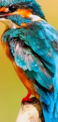 This phone live wallpaper features a colorful bird perched on a tree branch with a trendy pastel turquoise color scheme