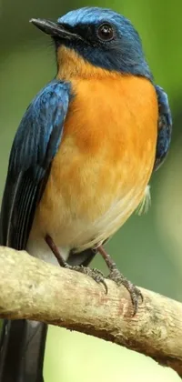 Bird Electric Blue Terrestrial Animal Live Wallpaper