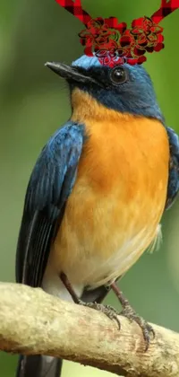 This phone live wallpaper features a detailed blue and orange bird perched atop a tree branch