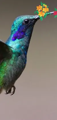 Bird Electric Blue Wildlife Live Wallpaper