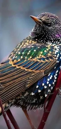 This live wallpaper for your phone boasts a stunningly colorful bird perched upon a branch in a unique pointillism style