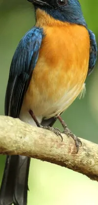 This live phone wallpaper features a realistic image of a blue and orange bird perched on a branch in front of a blurred background of green leaves and branches