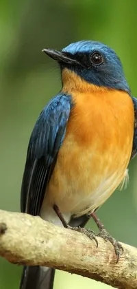 This phone live wallpaper showcases a captivating image of a blue and orange bird perched on a branch amidst lush greenery