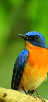 Get your mobile phone ready for a vibrant and captivating look with this stunning blue and orange bird live wallpaper