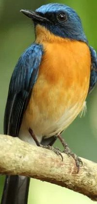 This phone live wallpaper depicts a blue and orange bird perching on a tree branch in a serene forest scene