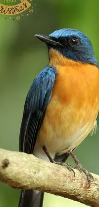 This phone live wallpaper showcases a mesmerizing blue and orange bird perched atop a branch viewed from a unique bird's eye perspective