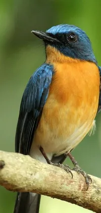 This phone live wallpaper features a stunning blue and orange bird perched on a branch