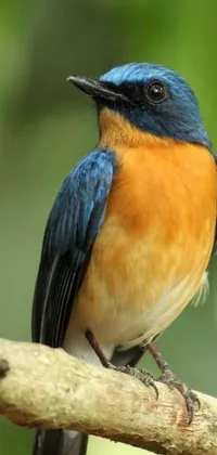 Get ready to elevate your phone screen's beauty with this incredible live wallpaper! This highly-detailed image features a blue and orange bird perched on a branch over a natural background of green leaves and a clear blue sky