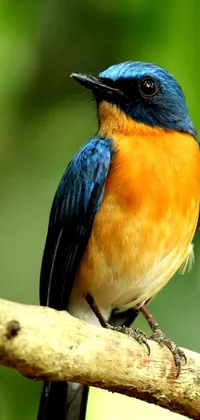 This phone live wallpaper depicts a stunning blue and orange bird perched on a branch