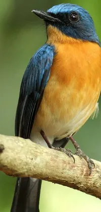 This phone live wallpaper features a beautiful blue and orange bird perched on a branch, captured in a bird's eye view from the rear