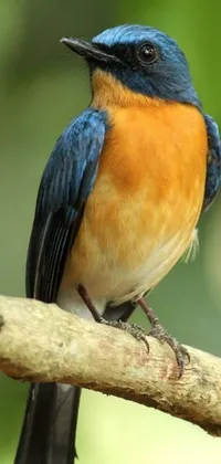 This stunning phone live wallpaper showcases a blue and orange bird perched on a branch, captured in close-up from behind