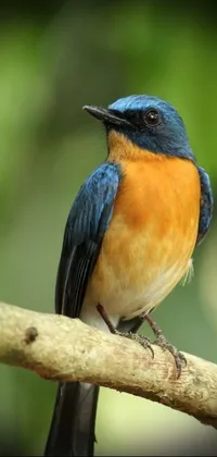 This phone live wallpaper showcases a beautiful blue and orange bird perched on a branch