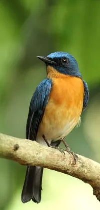 This lively phone wallpaper showcases a small bird with a blue and orange coloration, perched on a tree branch