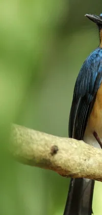 This live wallpaper features a stunning bird perched on a branch, showcasing beautiful shades of blue and orange
