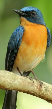 This stunning live phone wallpaper features a close-up shot of a regal blue and orange bird perched on a branch, captured in all its vibrant glory
