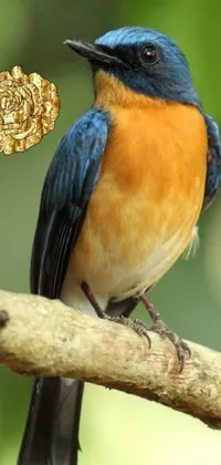 The phone live wallpaper showcases a stunning blue and orange bird perched on a branch amidst lush foliage