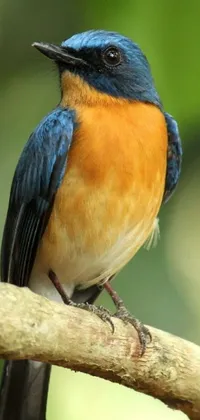This live wallpaper for your phone showcases a stunning photograph of a blue and orange bird perched on a branch