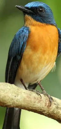 This phone live wallpaper showcases a vibrant blue and orange bird resting on a branch in front of a breathtaking scenic view