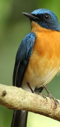 This live wallpaper showcases a striking blue and orange bird perched on a branch set against a scenic forest backdrop