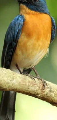 This mobile live wallpaper showcases a striking blue and orange bird resting on a branch amidst a serene forest setting