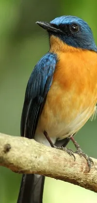 Decorate your phone with a captivating live wallpaper featuring a close-up shot from behind of a stunning blue and orange bird perched on a branch