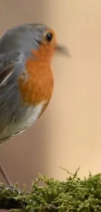 This live wallpaper depicts a stunning close-up of a robin standing on green moss