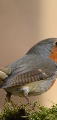 Bird European Robin Beak Live Wallpaper