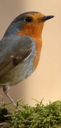 Bird European Robin Beak Live Wallpaper