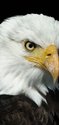Enhance your phone's home screen with a visually stunning live wallpaper of a bald eagle
