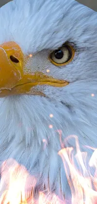 This <a href="/">phone wallpaper</a> showcases a close-up of a bald eagle&#39;s head, captured in stunning detail and displayed in a Baroque-style portrait