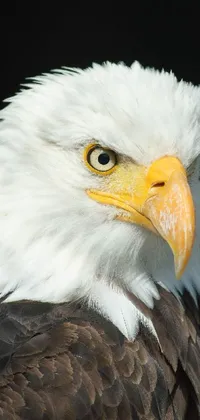 This phone live wallpaper showcases a stunning close-up image of a bald eagle captured by a skilled photographer