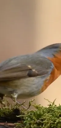 Bird Eye Beak Live Wallpaper