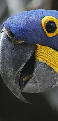 parrot Live Wallpaper