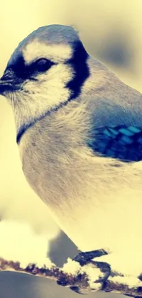 Introducing a stunning phone live wallpaper, featuring a mesmerizing blue and white bird perched on a tree branch