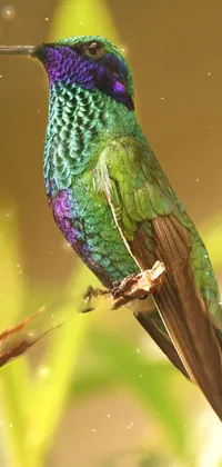 This vibrant phone live wallpaper displays a colorful bird perched on a tree branch
