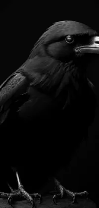 raven Live Wallpaper