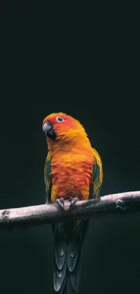This lively and colorful phone live wallpaper showcases a vibrant bird perched on a tree branch
