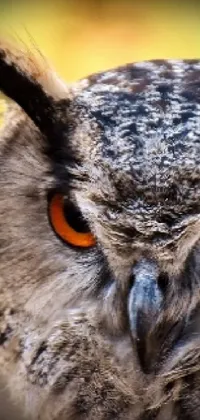 This photorealistic phone live wallpaper displays a close-up of a majestic horned owl with striking orange eyes