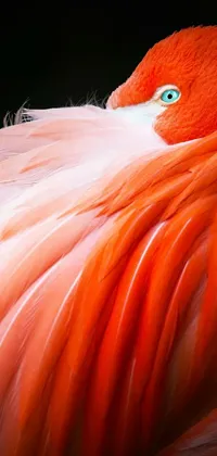 Bird Eye Greater Flamingo Live Wallpaper