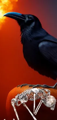 This mesmerizing phone live wallpaper showcases a beautiful black bird sitting on a pumpkin and boasts of 4k vertical resolution