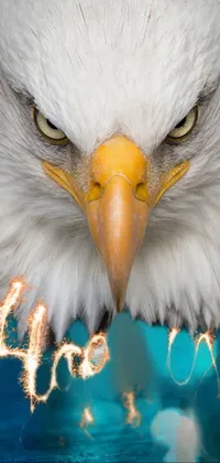 This stunning live wallpaper features a bald eagle played against a beautiful backdrop of bursting fireworks