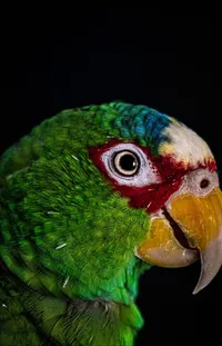 Bird Eye Macaw Live Wallpaper